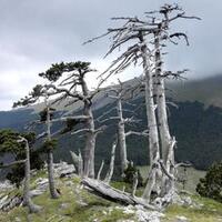 pinus-heldreich-pohon-tertua-di-pedalaman-eropa-berusia-1230-tahun