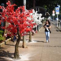 anies-tak-pernah-beri-izin-pemasangan-pohon-hias