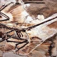 ilmuwan-temukan-ketombe-pada-fosil-dinosaurus-berusia-jutaan-tahun