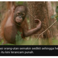 investigasi-bbc--habitat-1000-orang-utan--di-hutan-gambut-kalimantan-barat-terancam