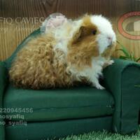 guinea-pigs-lover---part-3