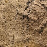 para-arkeolog-temukan-jejak-hewan-paling-awal-yang-pernah-ada-di-bumi