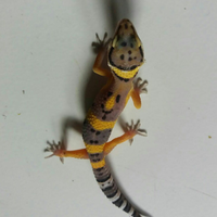 9788new-ask-about-leopard-gecko9788