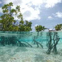 peranan-hutan-bakau-mangrove-sebagai-barier-pesisir-pantai-dari-serangan-abrasi
