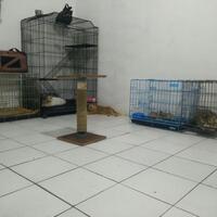 cat-lovers-kaskus-read-page-1-first---part-5