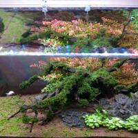 aquascape-for-everyone-learning-and-sharing---part-3