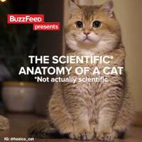 anatomi-ilmiah-tubuh-kucing-versi-ngakak