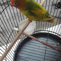 lovebird-lovers---part-1