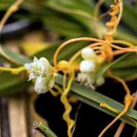 cuscuta-pentagona-tanaman-rambat--vampir--penghisap-dna-mangsanya