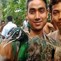 burung-merak-mati-setelah--disiksa--warga-yang-ingin-selfie-dengannya