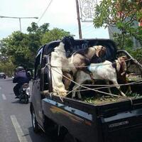 jalan-tol-pak-jokowi-vs-klakson-3-kali