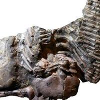 tak-hanya-pada-manusia-tbc-ditemukan-pada-reptil-prasejarah
