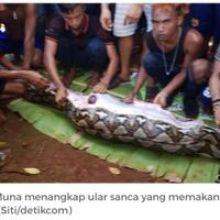 wanita-dimakan-ular-sanca-bulat-bulat-di-sultra