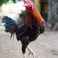 new-pendopo-sony-alpha---part-2