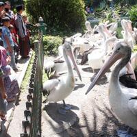 pengunjung-jail-di-ragunan-siap-siap-disanksi