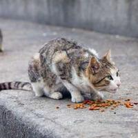 kasihan-puluhan-kucing-di-riau-kelaparan-ditinggal-mudik