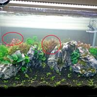 aquascape-for-everyone-learning-and-sharing---part-3