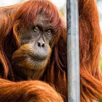 puan-orangutan-sumatra-tertua-di-dunia-mati-di-australia