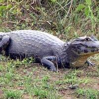 5-perbedaan-yang-nyata-antara-alligator-vs-crocodile