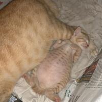 cat-lovers-kaskus-read-page-1-first---part-5