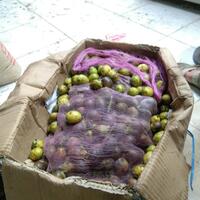 buah-buahan-yang-jarang-ada-di-jual-pada-zaman-now