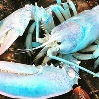 lobster-langka-berwarna-biru-pastel-ditemukan