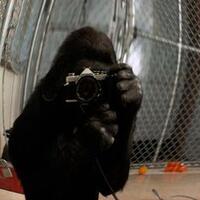 koko-gorila-jenius-yang-mampu-berbahasa-isyarat-mati