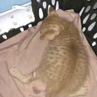 cat-lovers-kaskus-read-page-1-first---part-5