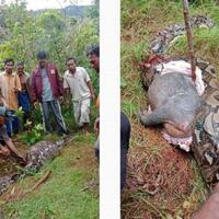 was-was-dengan-isi-perutnya-ular-piton-yang-dibelek-warga-ternyata-makan-babi