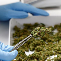 amerika-serikat-sahkan-penggunaan-obat-ganja-untuk-epilepsi