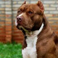 warganet-penasaran-masa-pak-fadli-zon-pelihara-anjing