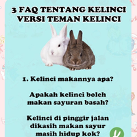 rcc-rabbit-lover---part-3