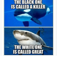 jangan-deketin-paus-yang-udah-mati-gan-bahaya