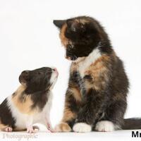 dari-5-hewan-imut-ini-yang-mana-diantara-mereka-yang-sangat-anda-sukai