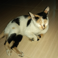 sedihnya-ditinggal-mati-kucing-kesayangan