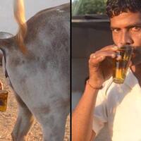 urine-sapi-mengandung-zat-penyembuh-kanker