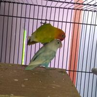 lovebird-lovers---part-1