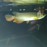 arowana--new-thread----part-1