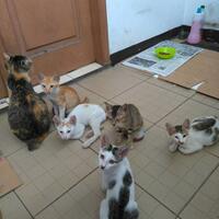 free-adopsi-anak-kucing-liar---butuh-owner-yang-menyayangi