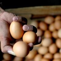 anies-baswedan-datangkan-200000-ton-telur-ayam-dari-blitar