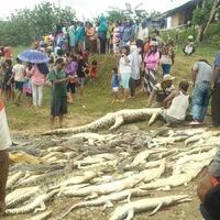292-buaya-dibantai-warga-di-sorong-salah-mereka-apa