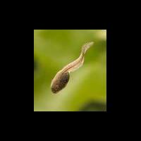 bakul-seblak-banten-kulon-seneng-njeplak