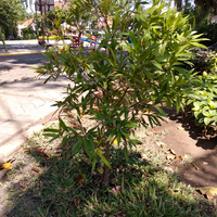 official-lounge-xiaomi-mi-a1--picture-perfect-dual-camera---part-1