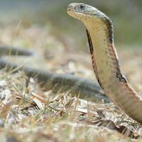 5-bahan-di-rumah-ini-ternyata-bisa-jadi-penawar-racun-ular