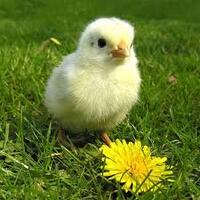 popularitas-jokowi-tak-bisa-selamatkan-nasdem-lolos-pt