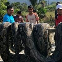 piton-raksasa-kembali-di-temukan-di-sulawesi-begini-nasib-ular-tersebut