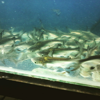 new--freshwater-fish-lounge---part-3