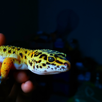 9788new-ask-about-leopard-gecko9788