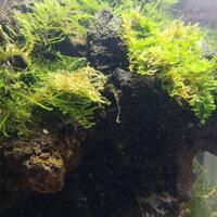 aquascape-for-everyone-learning-and-sharing---part-3