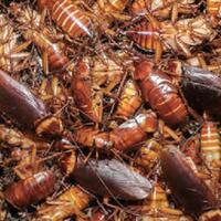 kanibal-hingga-hidup-tanpa-kepala-ini-5-fakta-mengejutkan-seputar-kecoak